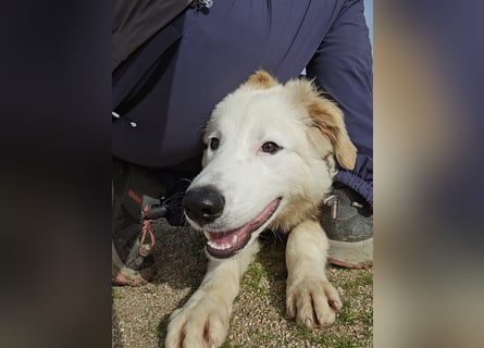 Tom: verliebt in alle Menschen