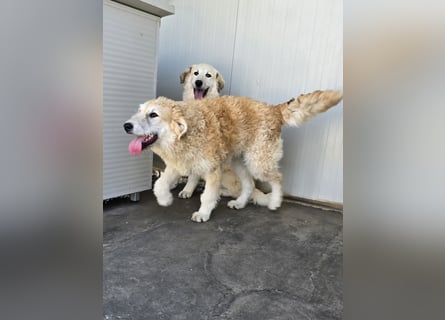 Tito: wie ein Sechser im Lotto