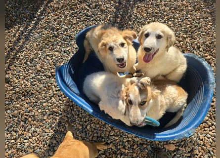 Tito: ein Wuschel zum Kuscheln