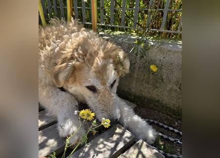 Tito: wie ein Sechser im Lotto