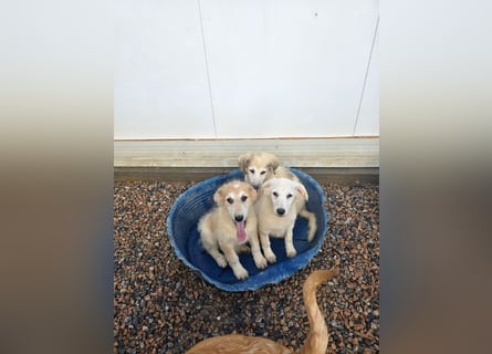 Tito: ein Wuschel zum Kuscheln