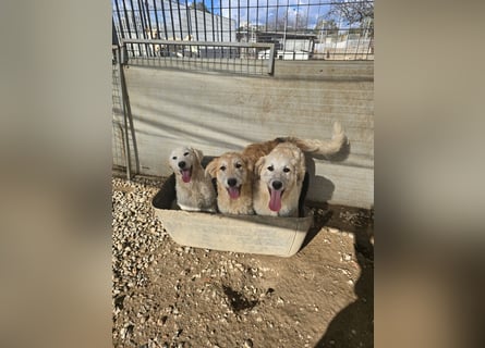 Tancredi: ein schlauer Wushel