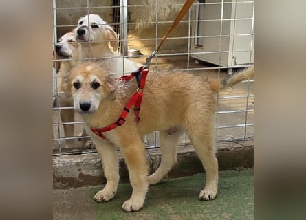 Tito: ein Wuschel zum Kuscheln