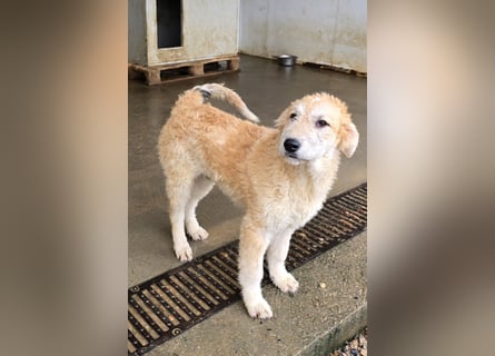 Tito: Traumhund ohne Wenn und Aber