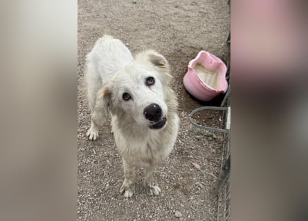 Otto: liebt Menschen über alles
