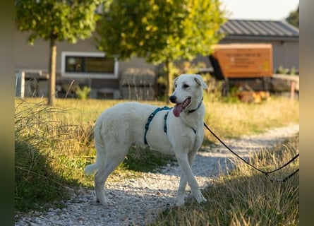 Seppiolino: will lernen, spielen, kuscheln