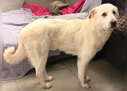 Lucio - wo bist du, der mich liebt?