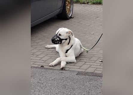 Lucio: wo bist du, der mich liebt?