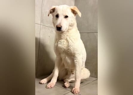 Lucio - wo bist du, der mich liebt?