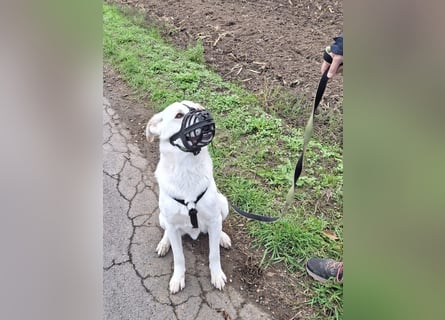 Lucio: wo bist du, der mich liebt?