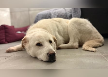 Lucio - wo bist du, der mich liebt?