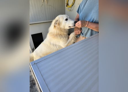 Dodi: eingesperrt mit Schmerzen