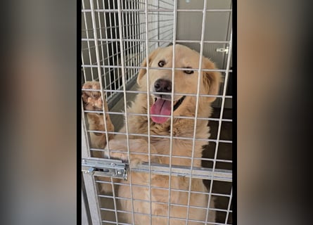 Olaf: wie groß kann Sehnsucht sein