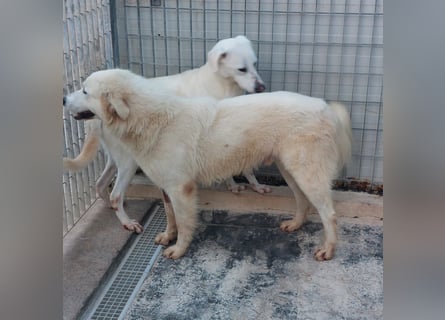 Dodi: eingesperrt mit Schmerzen