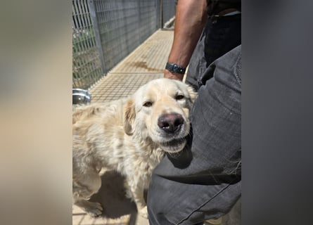 Olaf: wie groß kann Sehnsucht sein