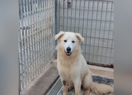 Dodi: eingesperrt mit Schmerzen