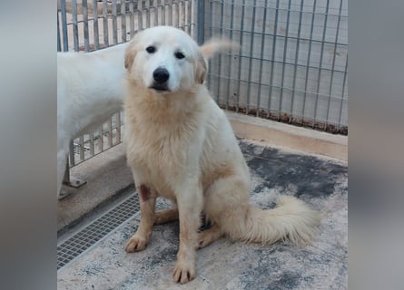 Dodi: eingesperrt mit Schmerzen