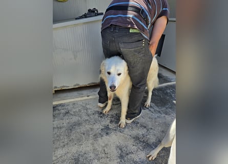 Dodi: eingesperrt mit Schmerzen