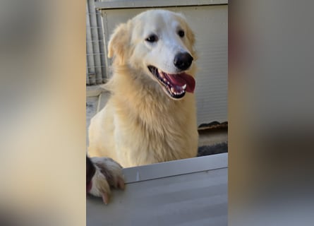 Dodi: eingesperrt mit Schmerzen