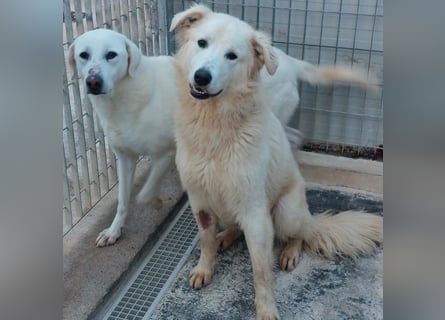 Dodi: eingesperrt mit Schmerzen