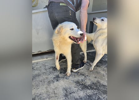 Dodi: eingesperrt mit Schmerzen