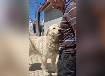 Olaf: wie groß kann Sehnsucht sein