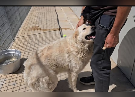 Olaf: wie groß kann Sehnsucht sein