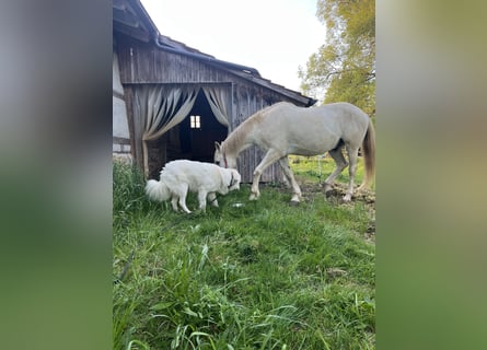 Franzl sucht seinen besonderen Lebensplatz