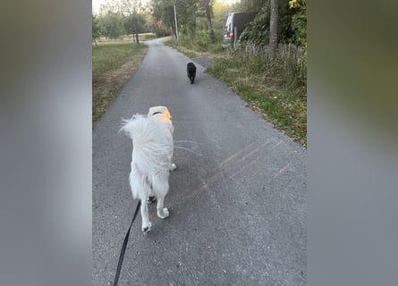 Franzl sucht seinen besonderen Lebensplatz