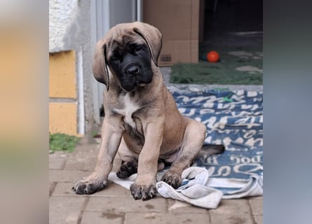 Mastiff Welpen