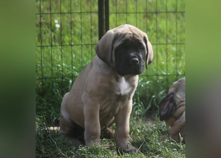 Mastiff Welpen