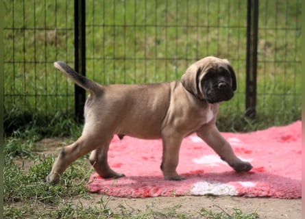Mastiff Welpen