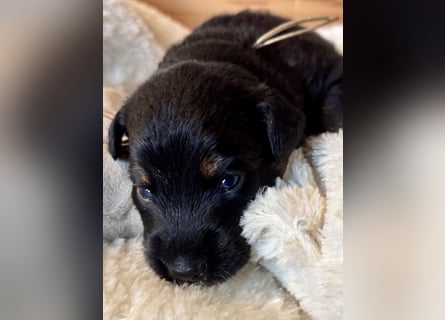 Mini American Shepherd / Mini Aussie Welpen