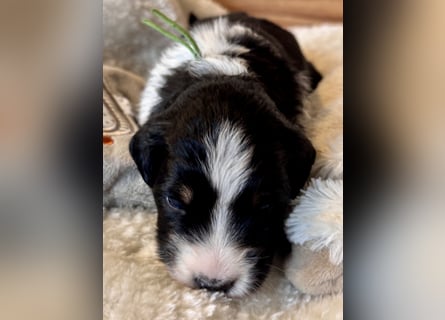 Mini American Shepherd / Mini Aussie Welpen