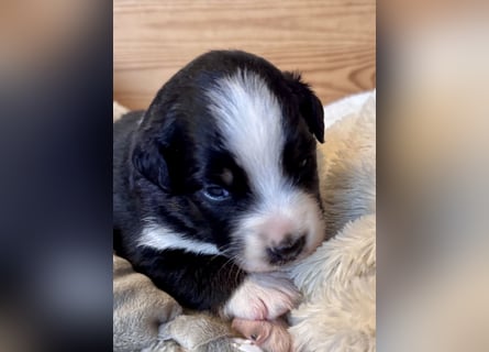 Mini American Shepherd / Mini Aussie Welpen