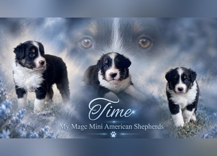 Mini American Shepherd / Mini Aussie Welpen