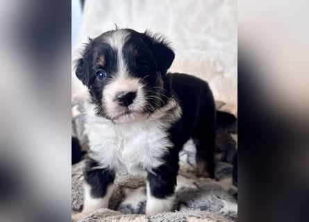 Mini American Shepherd/ Mini Aussie