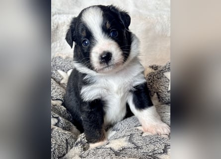 Mini American Shepherd/ Mini Aussie