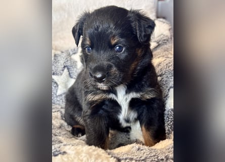 Mini American Shepherd/ Mini Aussie