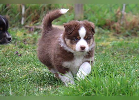 Miniature American Shepherd Welpen mit VDH Papiere