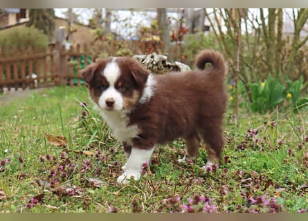 Miniature American Shepherd Welpen mit VDH Papiere