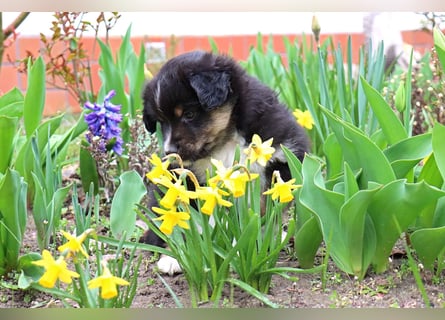 Miniature American Shepherd Welpen mit VDH Papiere