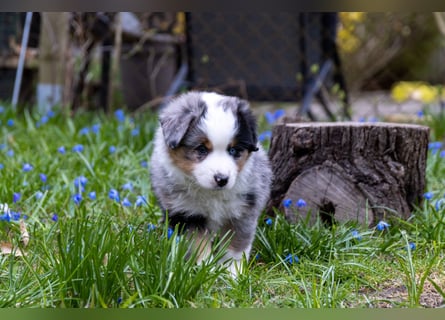 Miniature American Shepherd Welpen mit VDH Papiere