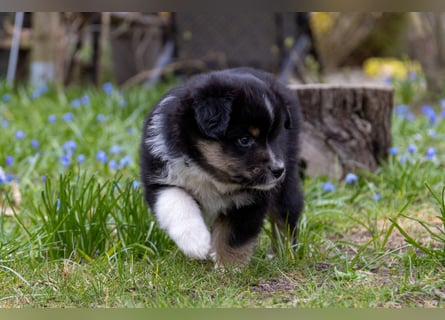 Miniature American Shepherd Welpen mit VDH Papiere