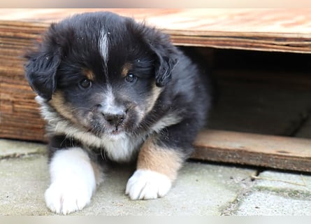 Miniature American Shepherd Welpen mit VDH Papiere