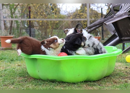 Miniature American Shepherd Welpen mit VDH Papiere