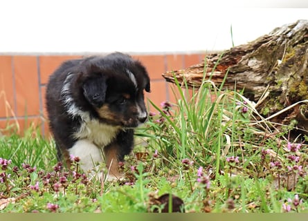 Miniature American Shepherd Welpen mit VDH Papiere