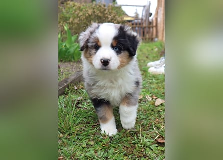 Miniature American Shepherd Welpen mit VDH Papiere