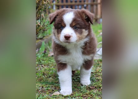 Miniature American Shepherd Welpen mit VDH Papiere