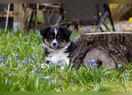 Miniature American Shepherd Welpen mit VDH Papiere